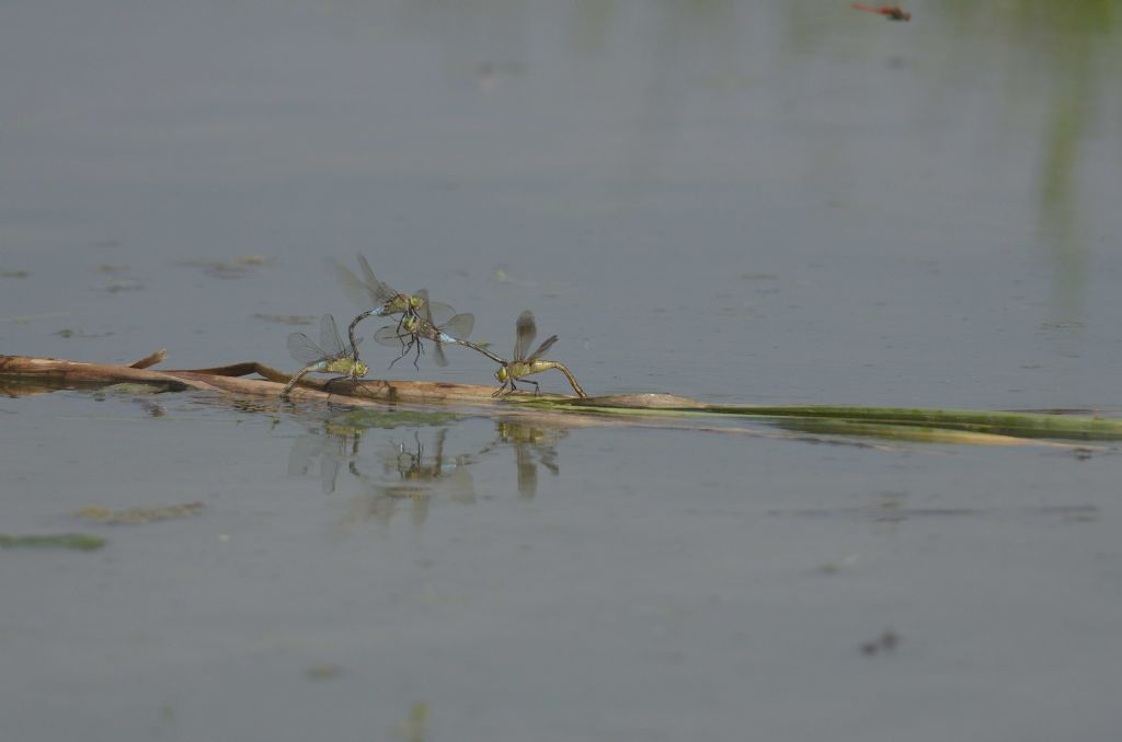 Anax parthenope in tandem ed in areale