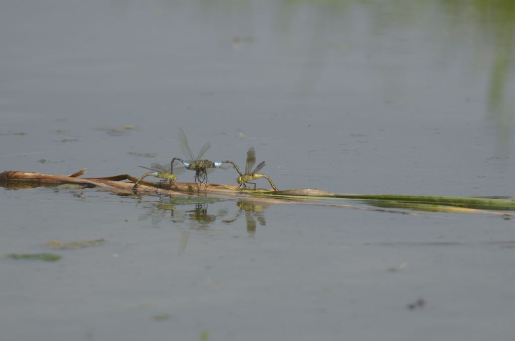 Anax parthenope in tandem ed in areale