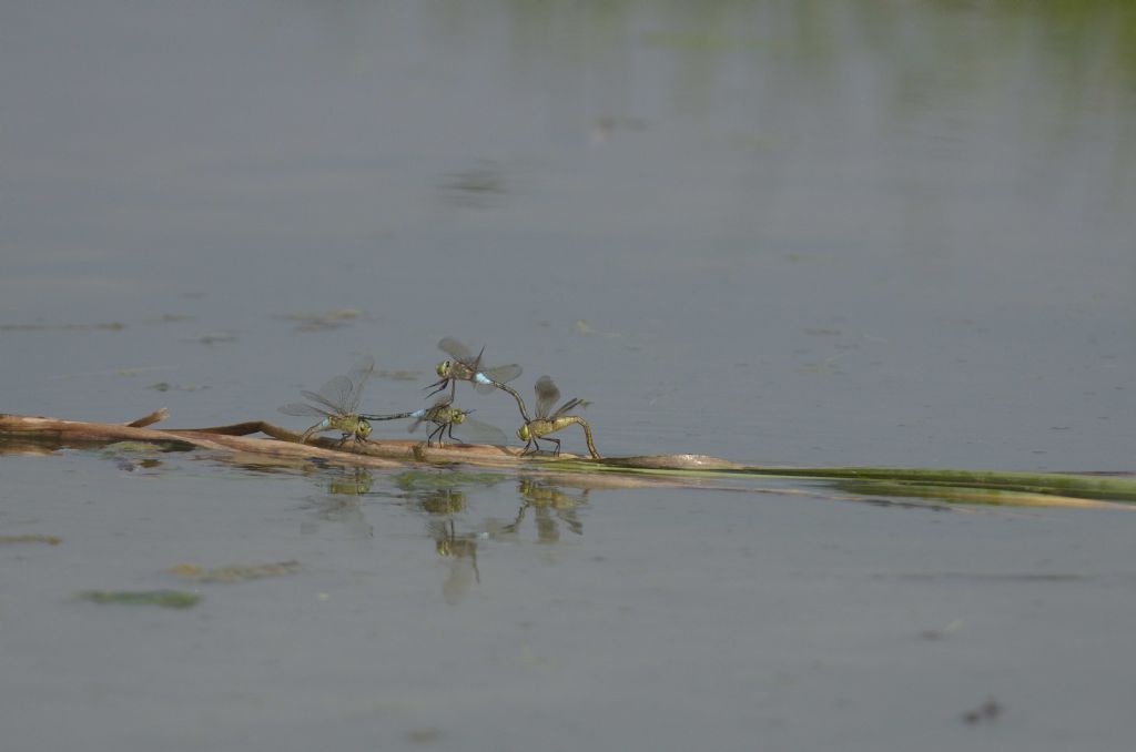 Anax parthenope in tandem ed in areale