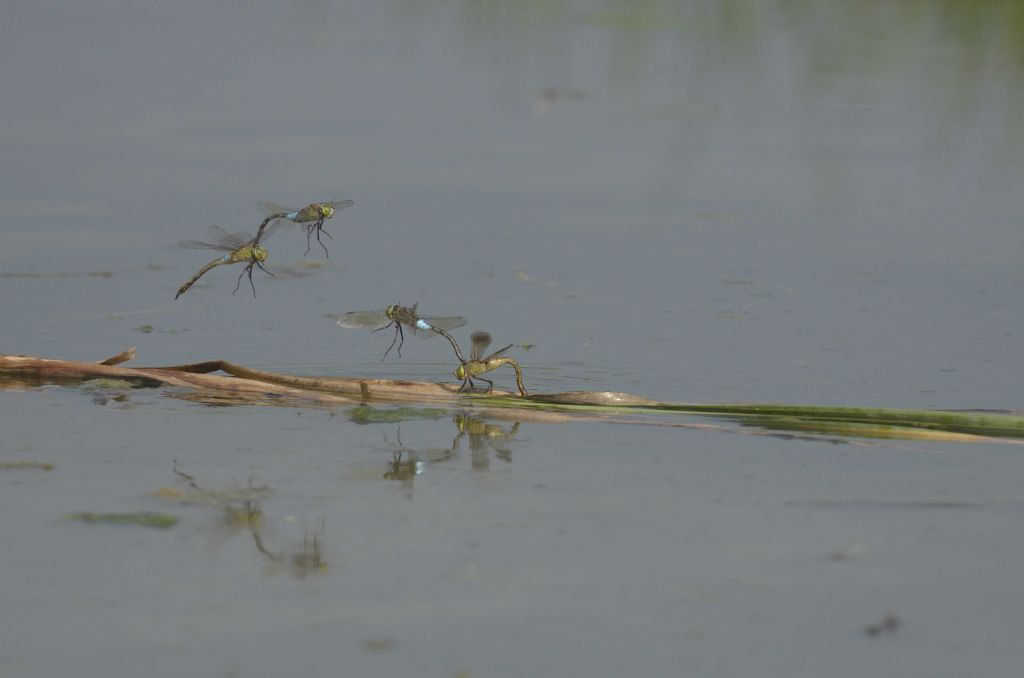 Anax parthenope in tandem ed in areale