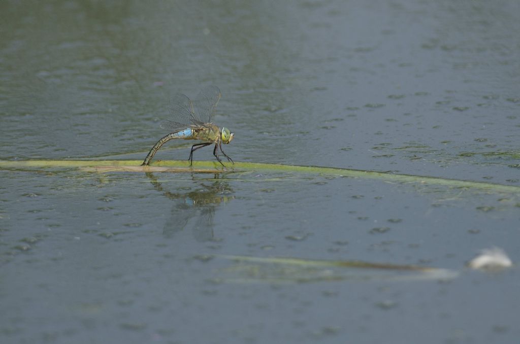 Anax parthenope in tandem ed in areale