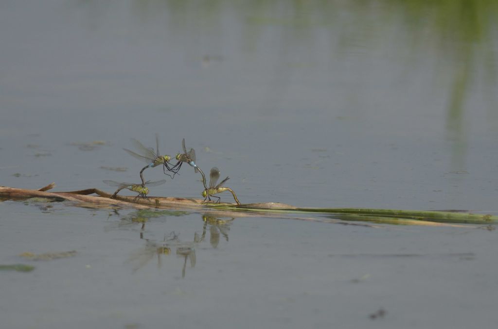 Anax parthenope in tandem ed in areale