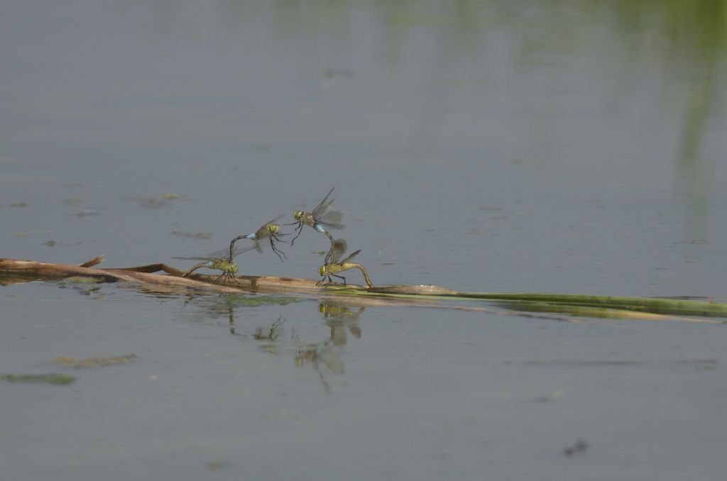 Anax parthenope in tandem ed in areale