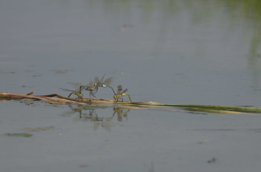 Anax parthenope in tandem ed in areale