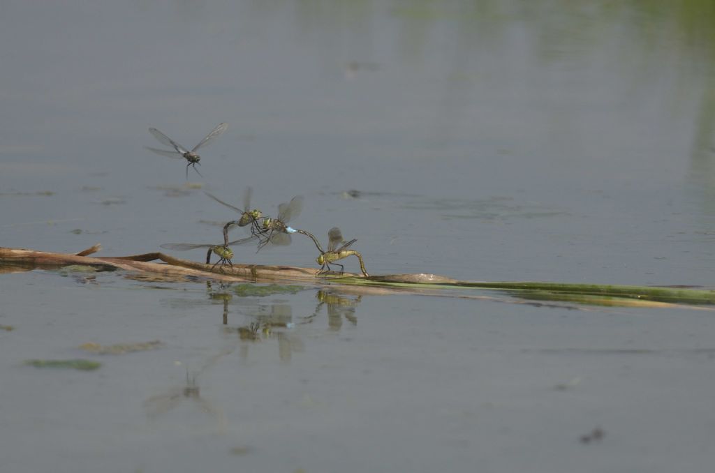 Anax parthenope in tandem ed in areale