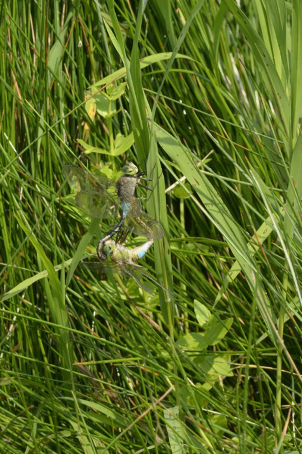 Anax parthenope in tandem ed in areale