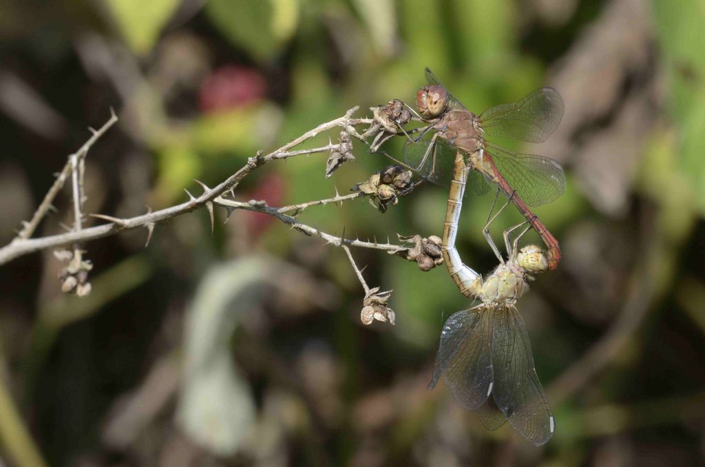 Sympetrum meridionale ?