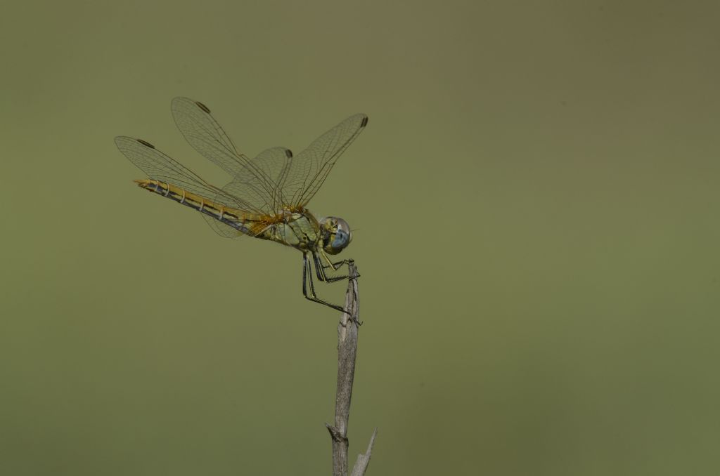 Sympetrum fonscolombii femmina ?