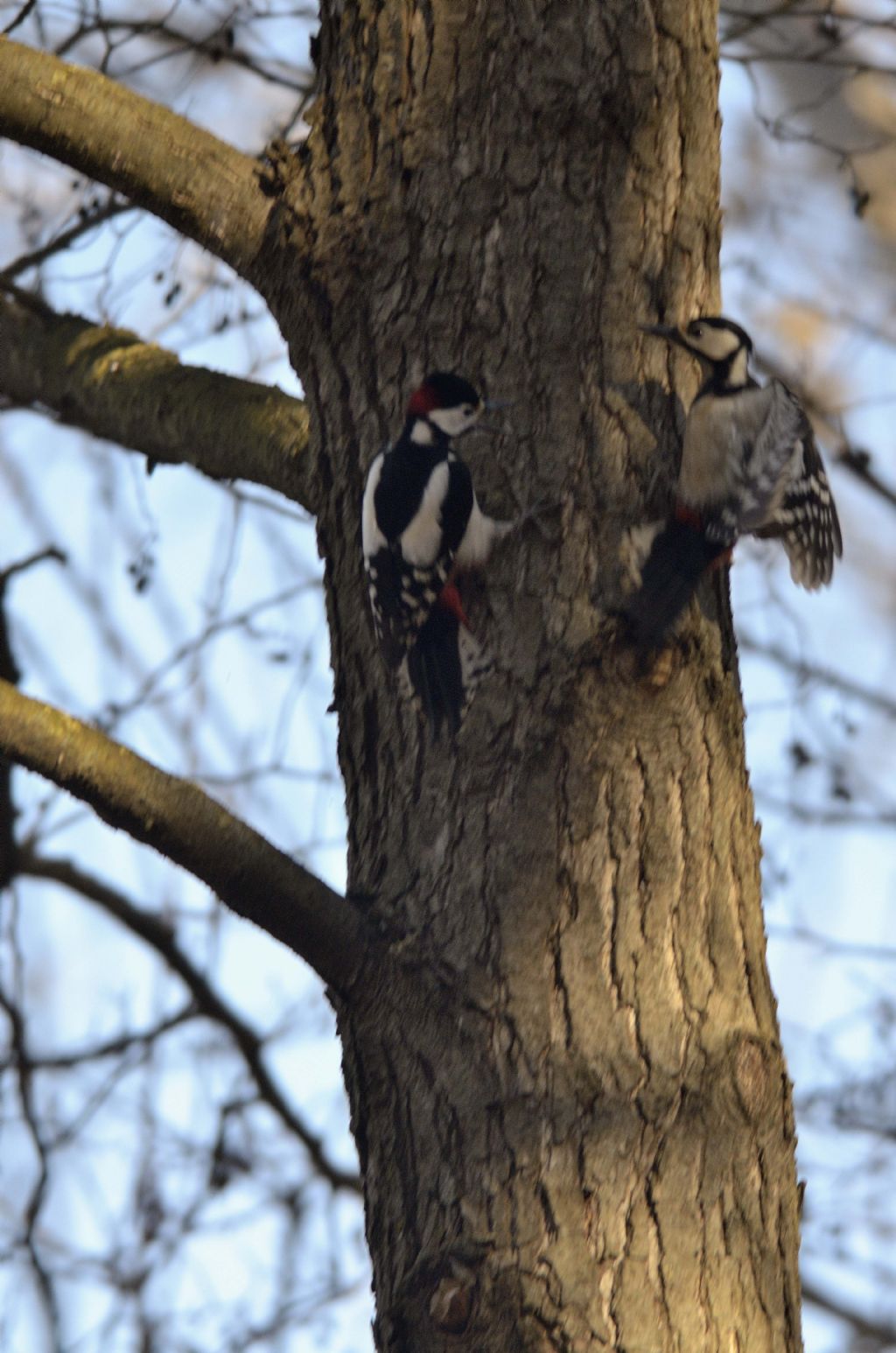 Picchio rosso maggiore m. (Dendrocopos major)