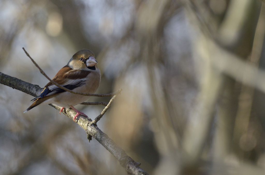 Frosone nel bosco