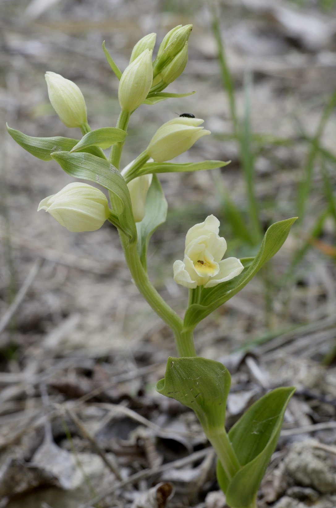 Cephalanthera damasonium / Cefalantera bianca