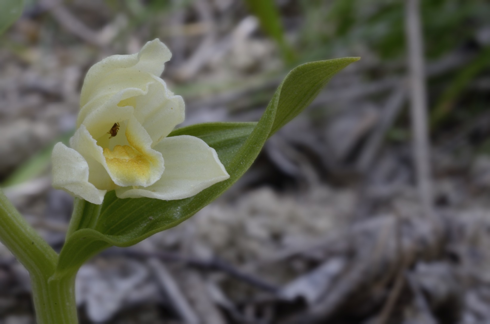 Cephalanthera damasonium / Cefalantera bianca