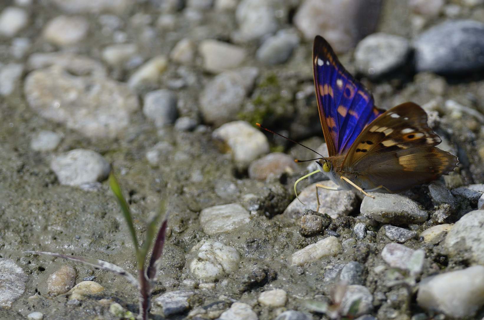 Farfalla da ID - Apatura ilia, Nymphalidae