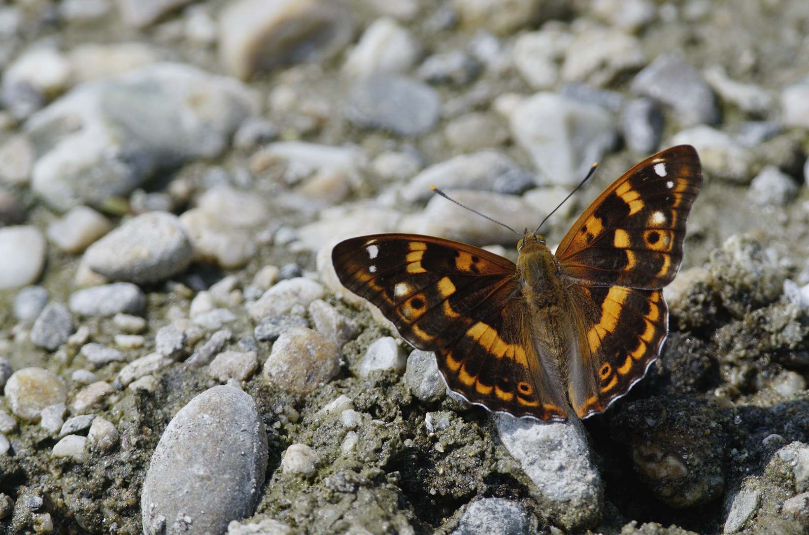 Farfalla da ID - Apatura ilia, Nymphalidae