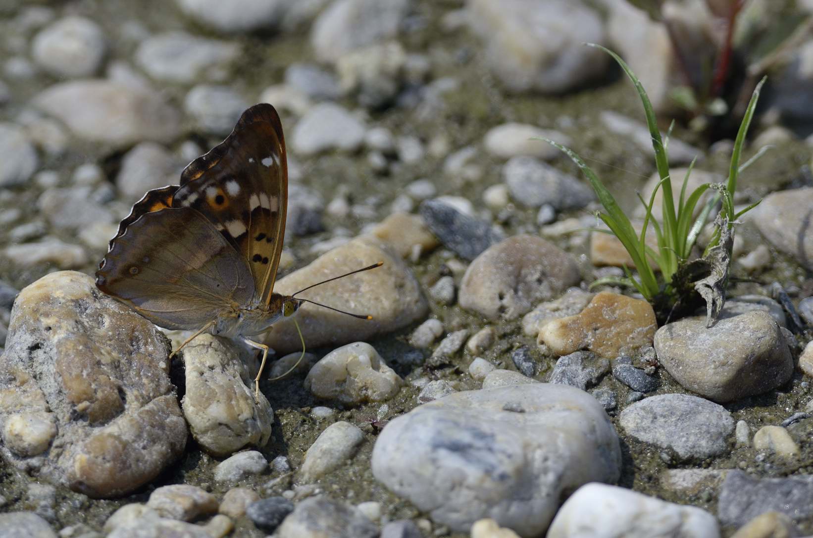 Farfalla da ID - Apatura ilia, Nymphalidae