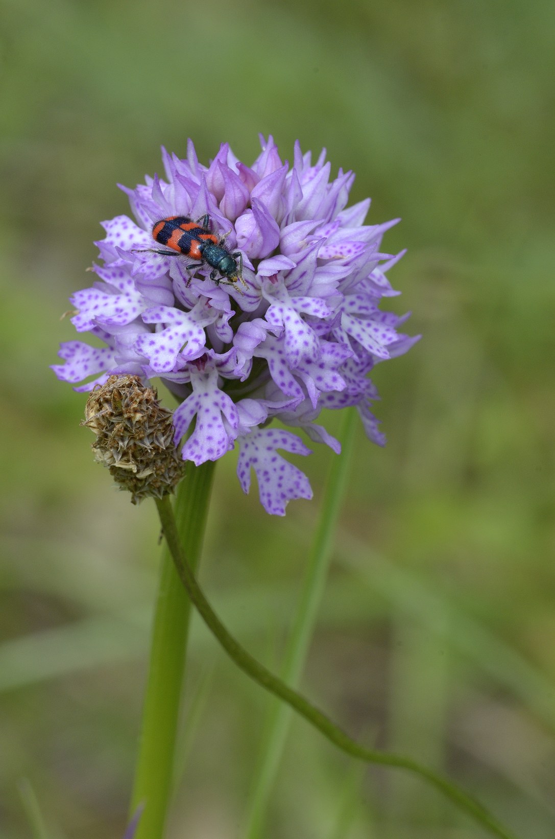 Cleridae: Trichodes apiarius ?  No, Trichodes alvearius