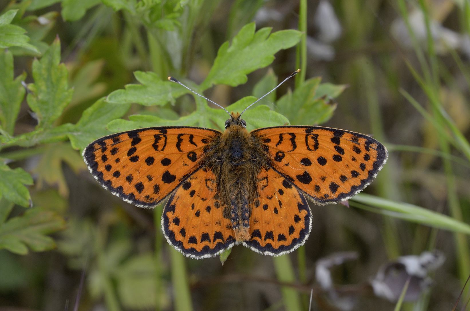 Farfalla da ID - Melitaea didyma