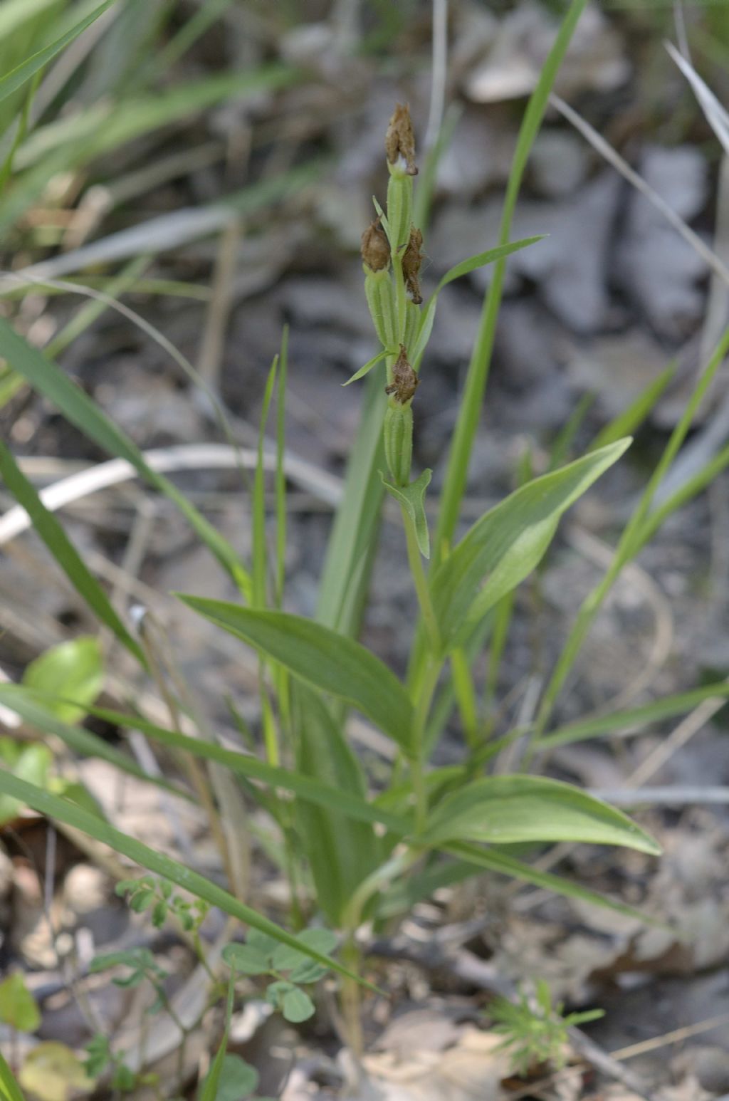 Cephalanthera damasonium