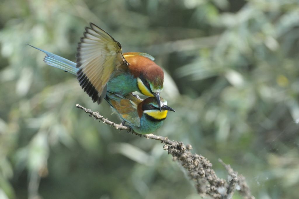 Gruccioni in accoppiamento