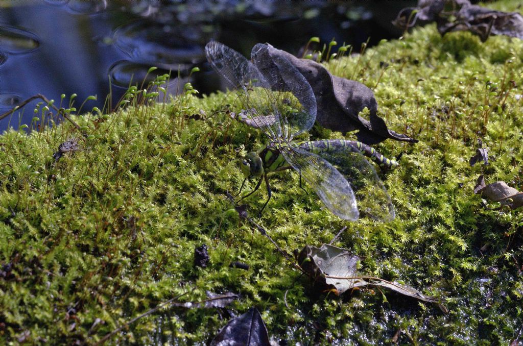 Ovodeposizione di Aeshna juncea? No - Aeshna cyanea