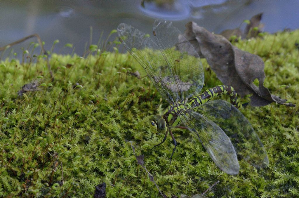 Ovodeposizione di Aeshna juncea? No - Aeshna cyanea