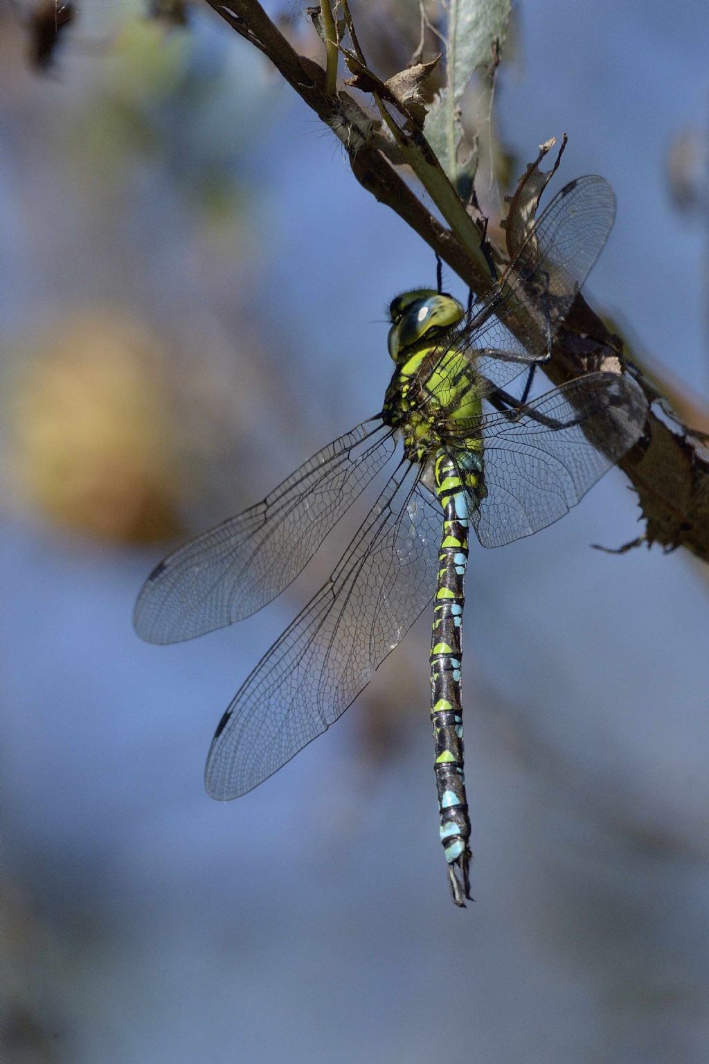 Aeshna cyanea m.