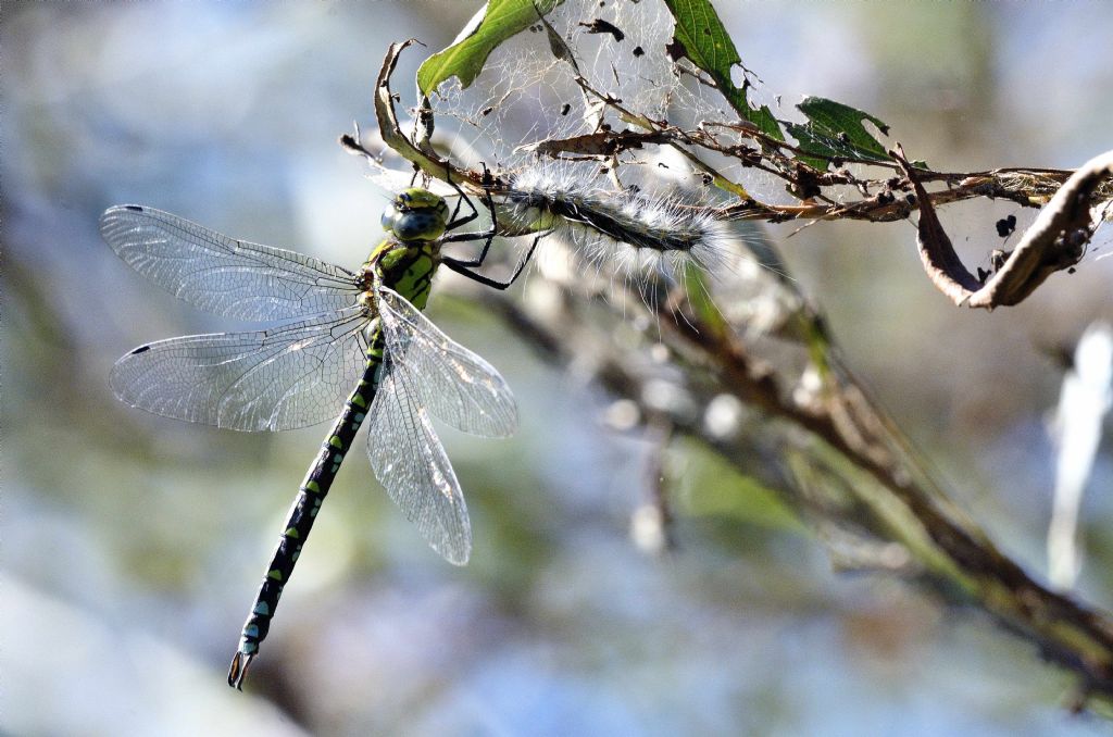 Aeshna cyanea m.