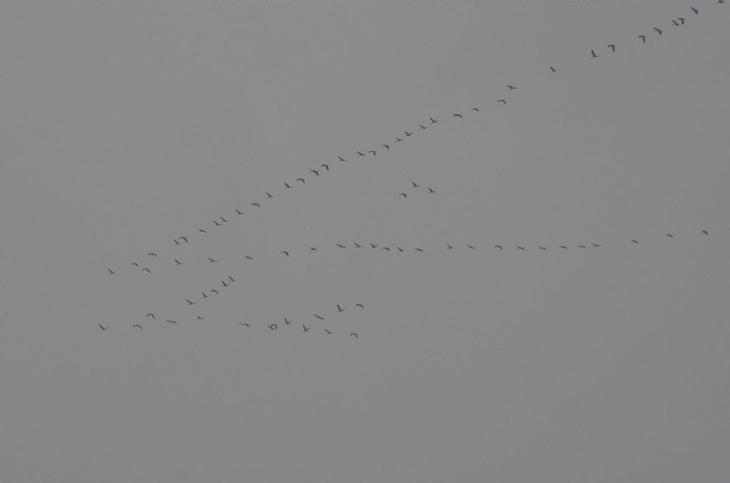 Gru (Grus grus) in migrazione