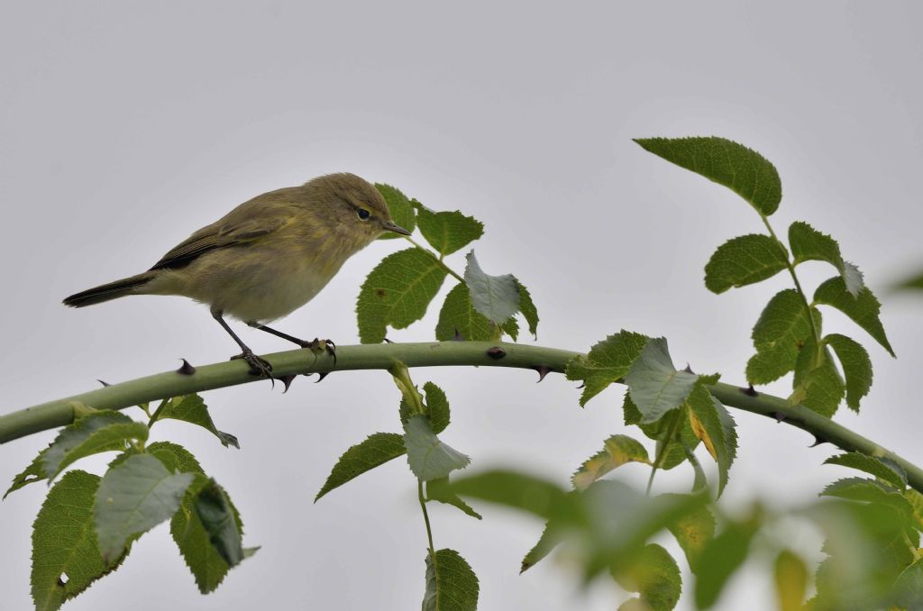 Lui piccolo (Phylloscopus collybita)