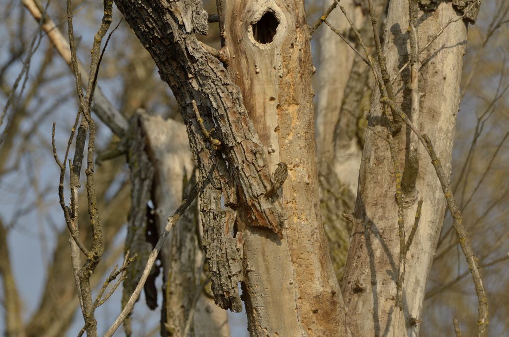 Rampichino comune (Certhia brachydactyla)