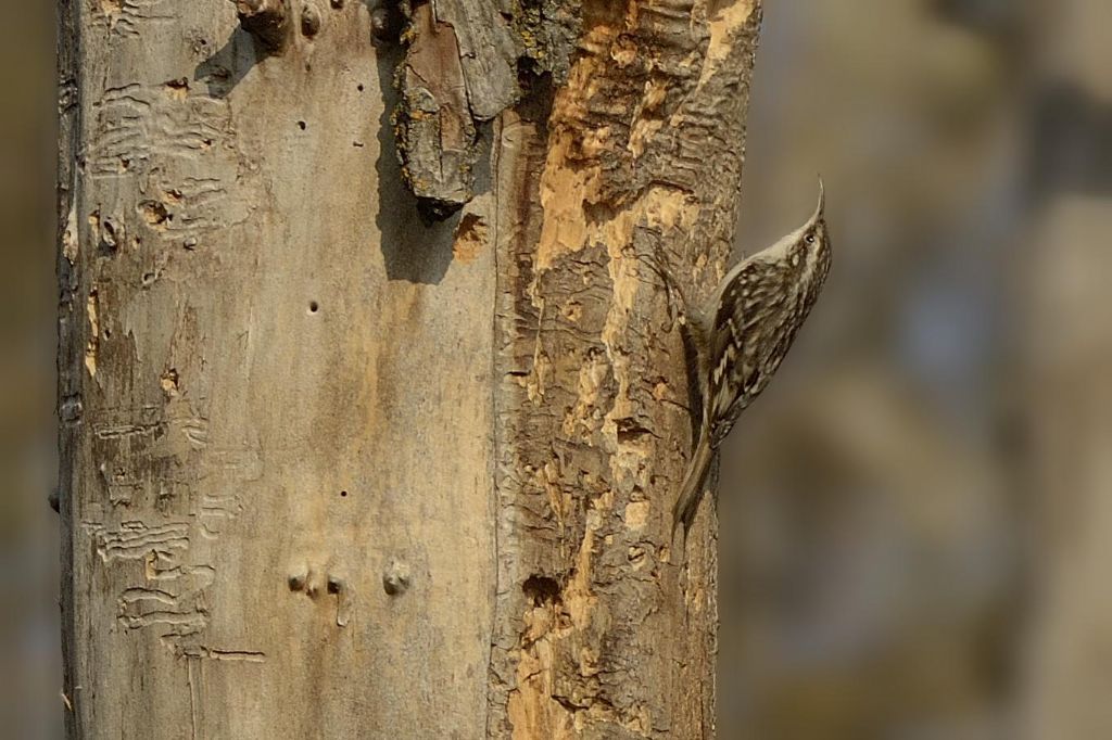 Rampichino comune (Certhia brachydactyla)