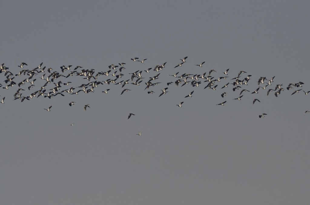 Piovanelli (Calidris ferruginea) ?