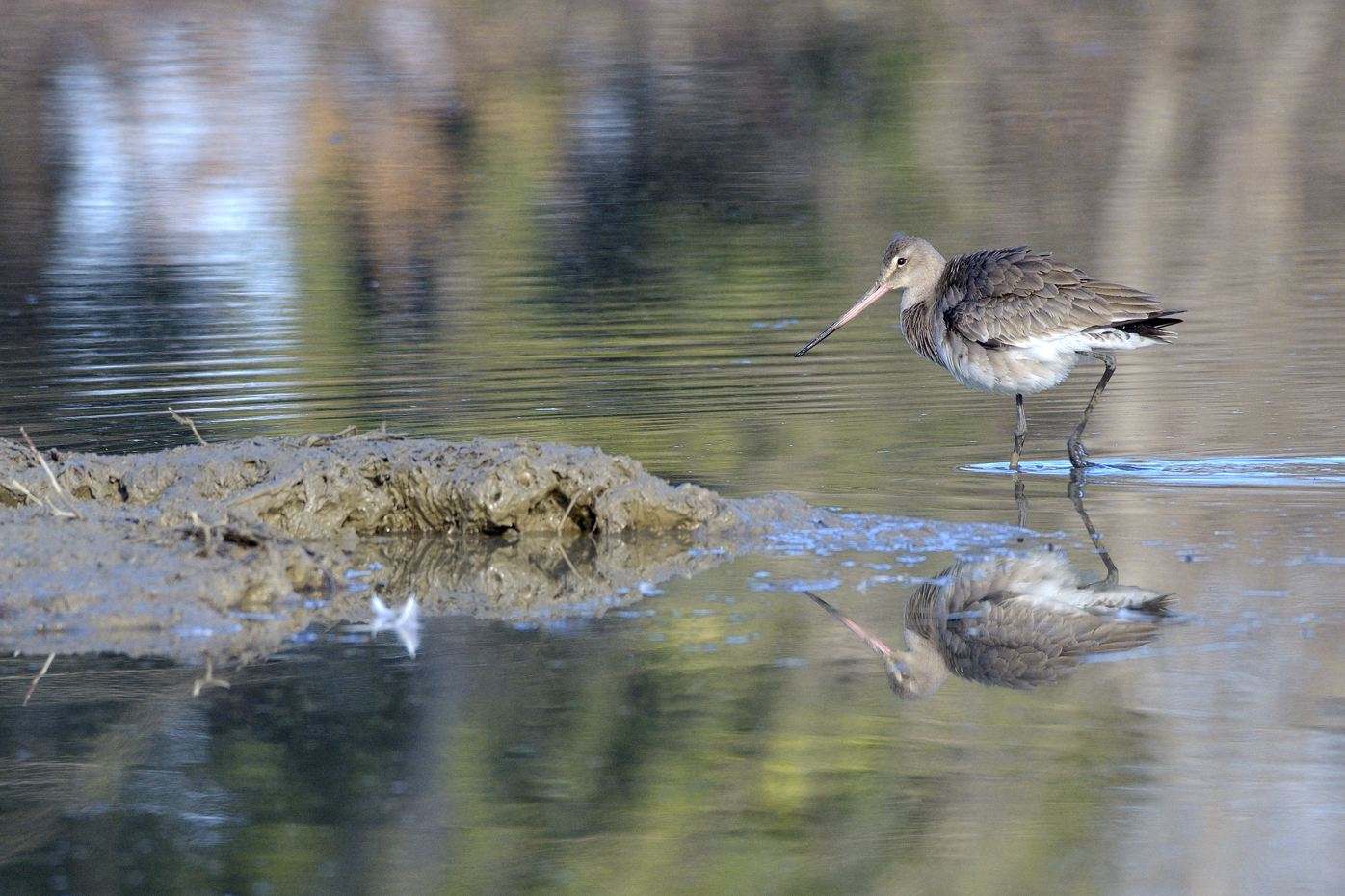 Pittima reale (Limosa limosa)