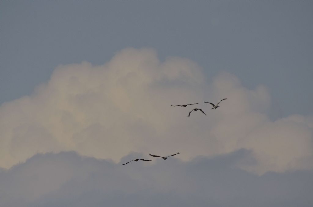 Gru (Grus grus)