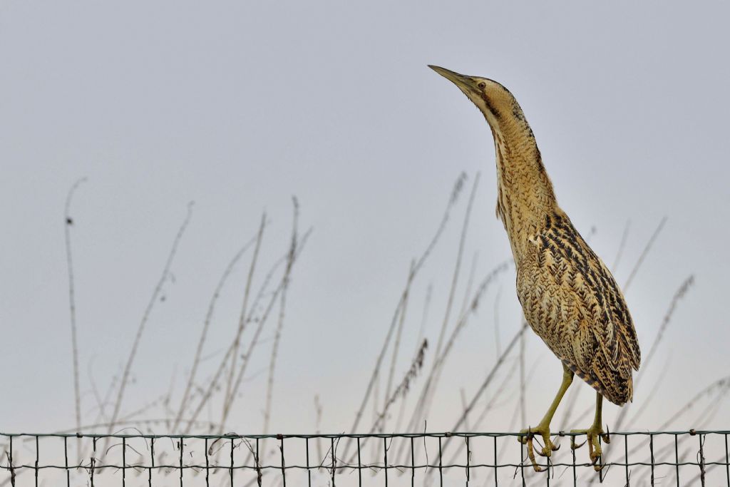 Tarabuso  (Botaurus stellaris)