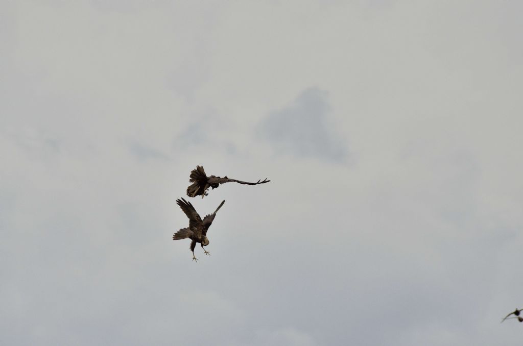 Falco di palude (Circus aeruginosus) in predazione