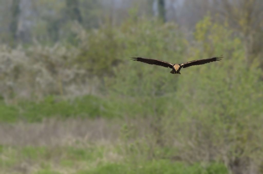 Falco di palude (Circus aeruginosus) in predazione