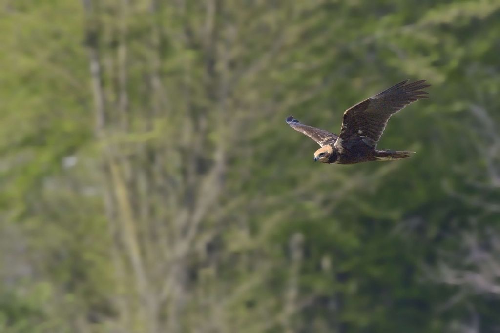 Falco di palude (Circus aeruginosus) in predazione