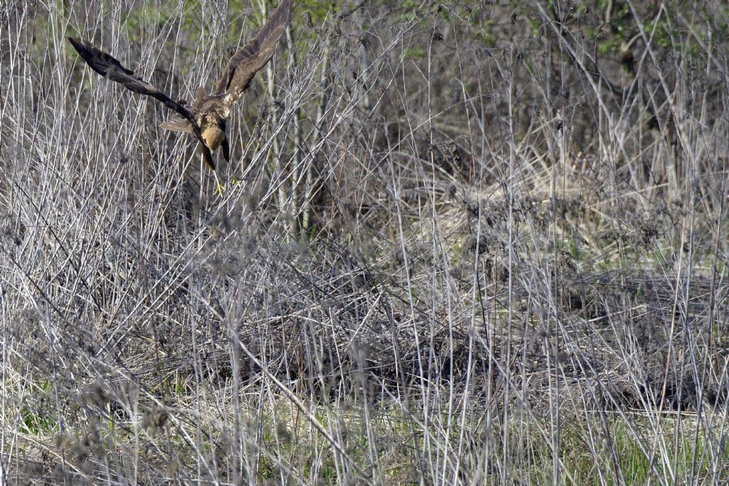 Falco di palude (Circus aeruginosus) in predazione