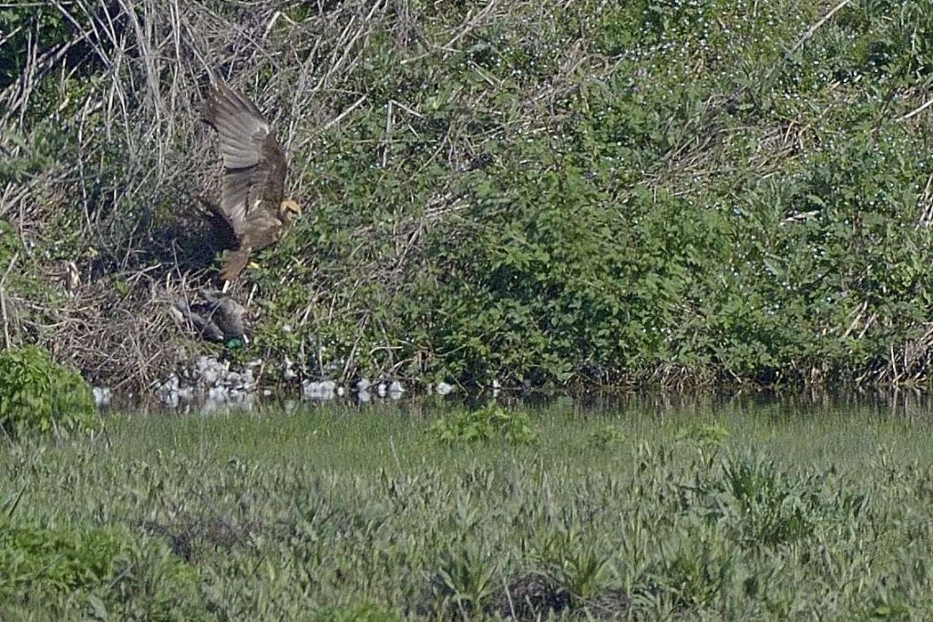 Falco di palude (Circus aeruginosus) in predazione