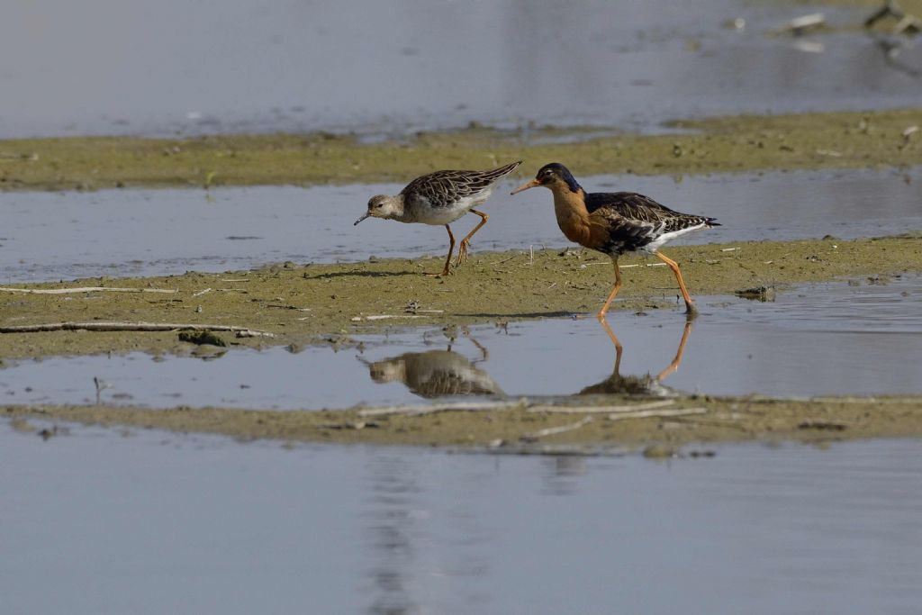 Combattente (Philomachus pugnax) in abito nuziale