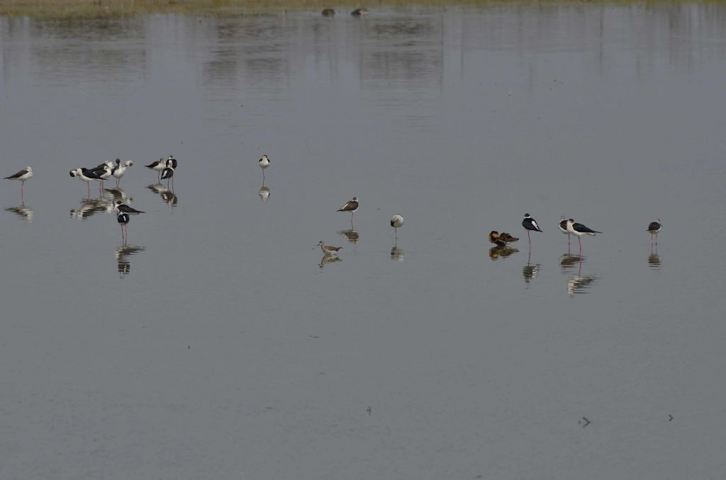 Combattente (Philomachus pugnax) in abito nuziale