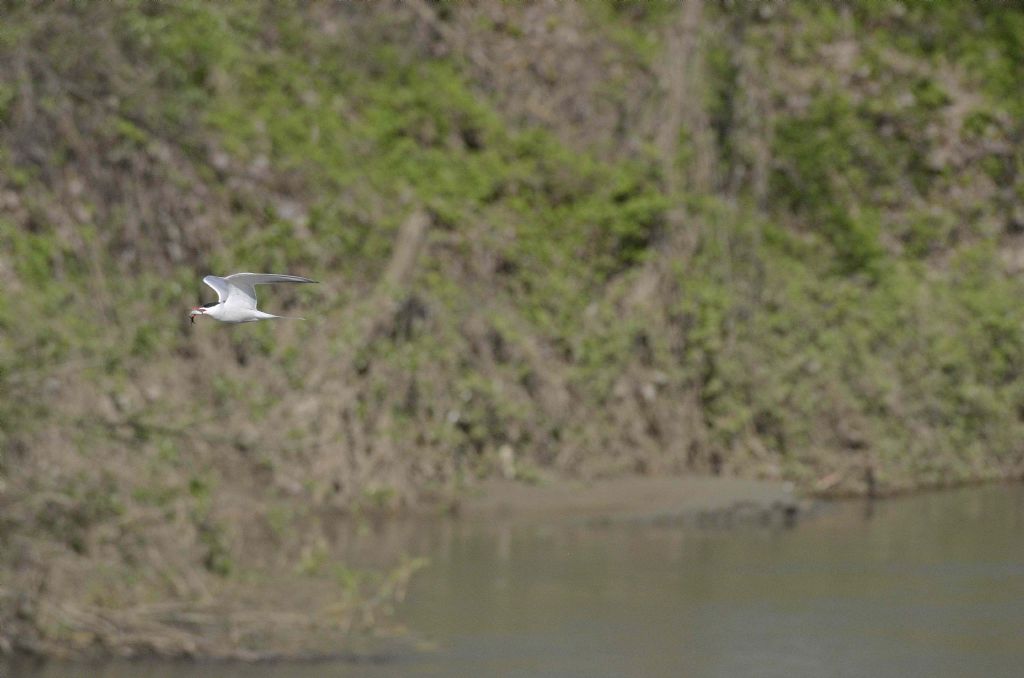 Sterna sul Po:  Sterna hirundo