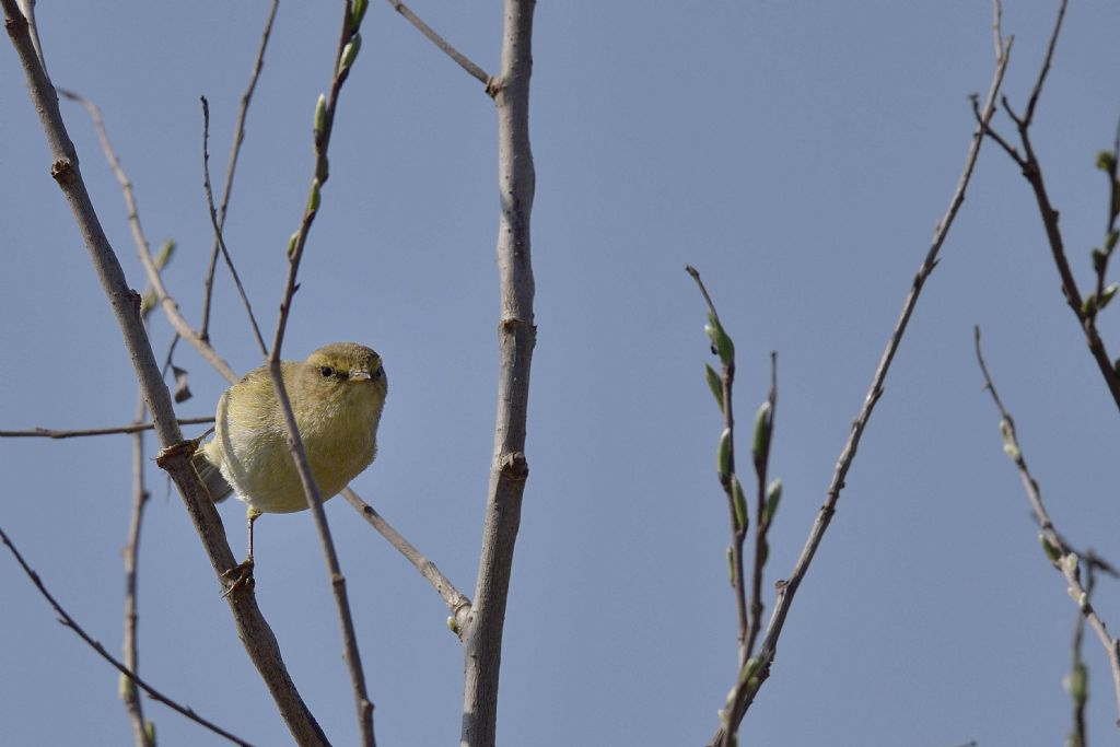 Lui piccolo ?  S� !