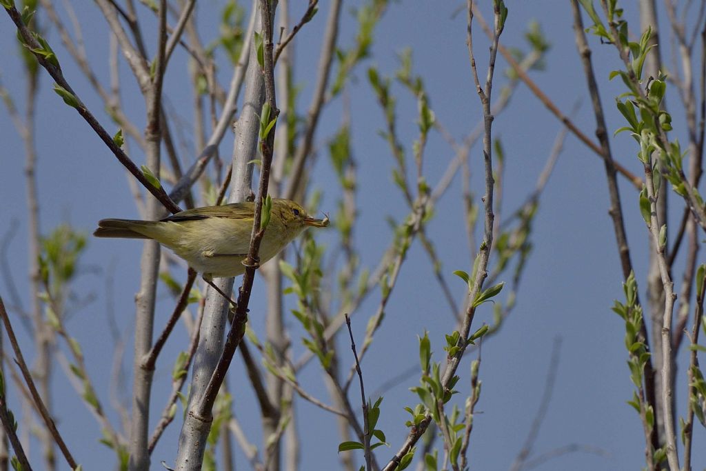 Lui piccolo ?  S� !