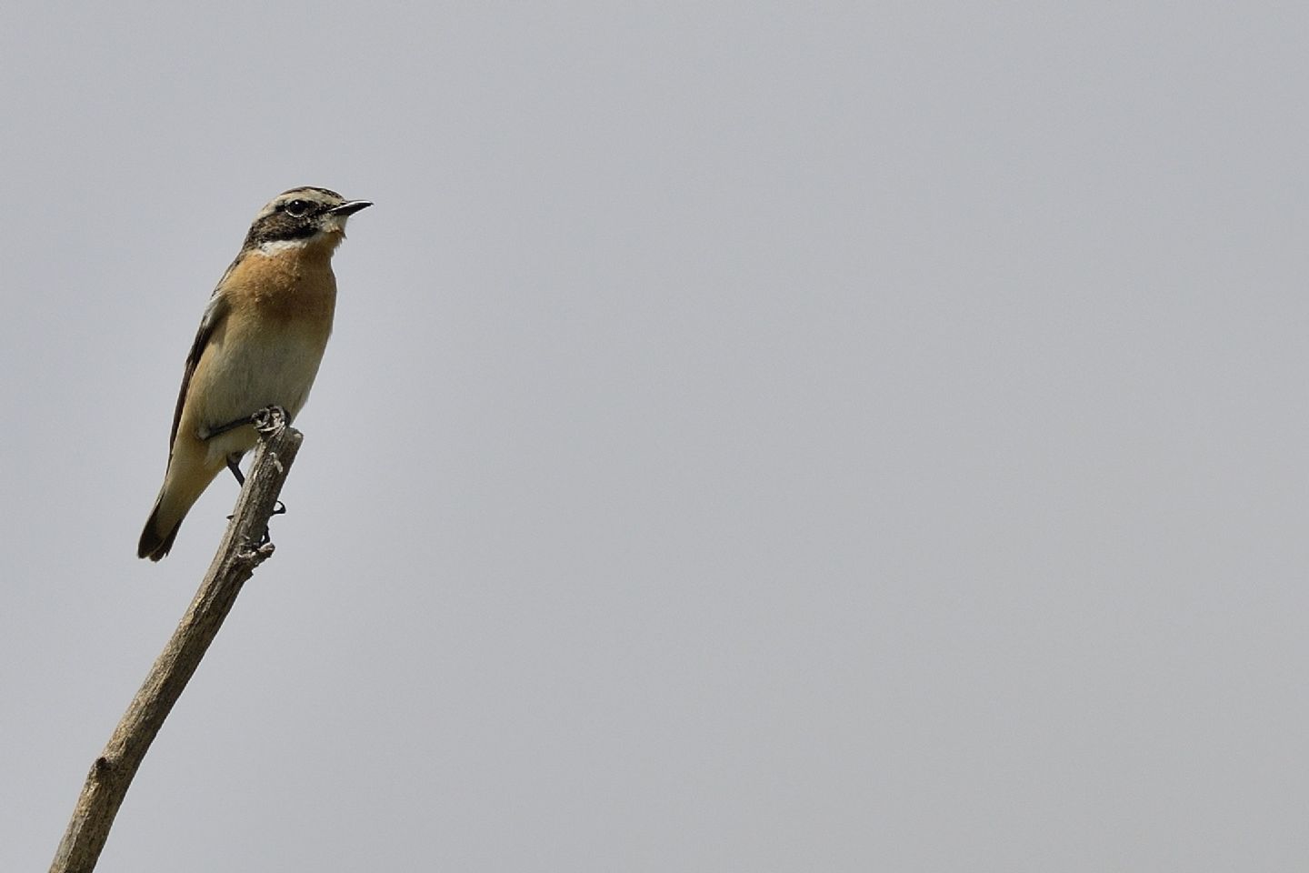 Stiaccino ?  S  (Saxicola rubetra)
