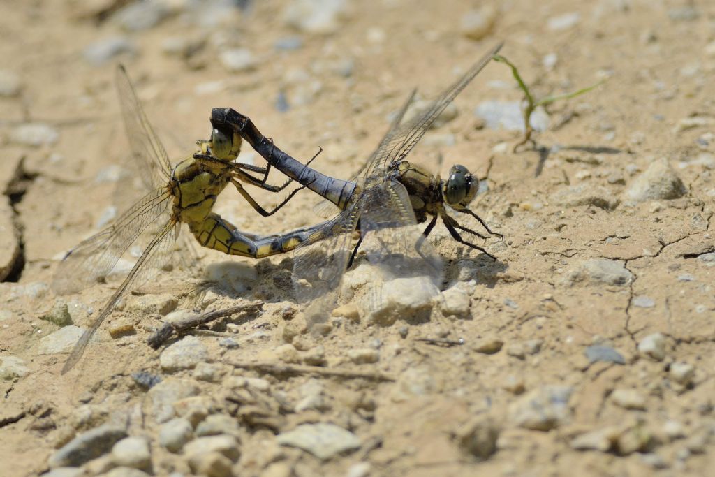 Accoppiamento di Orthetrum cancellatum