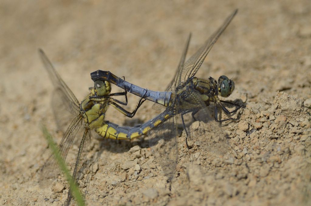 Accoppiamento di Orthetrum cancellatum