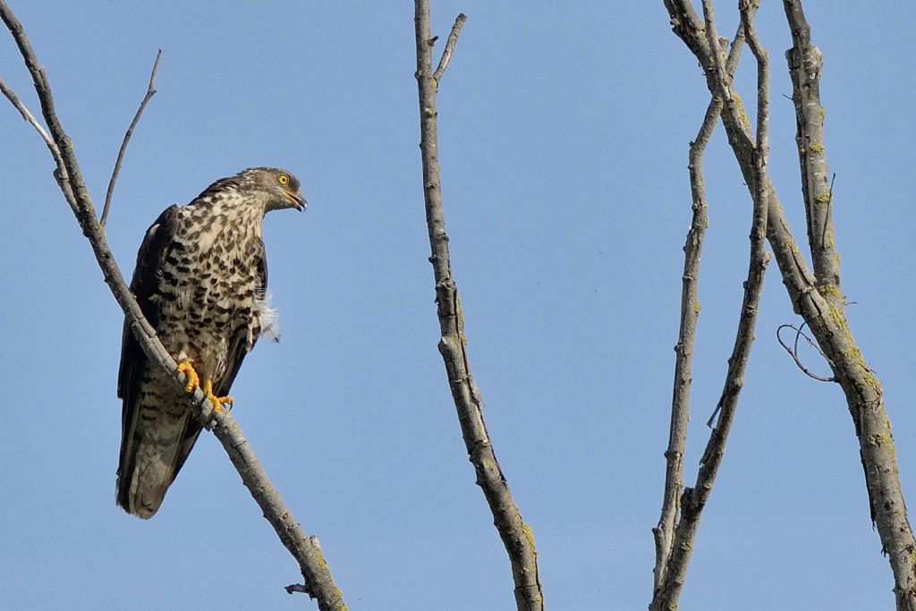 Falco pecchiaiolo (Pernis apivorus) ?  S !