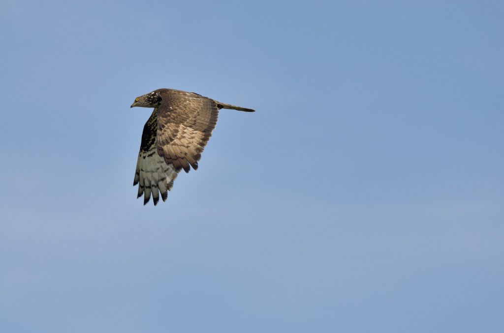 Falco pecchiaiolo (Pernis apivorus) ?  S !